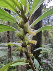 Columnea sanguinea