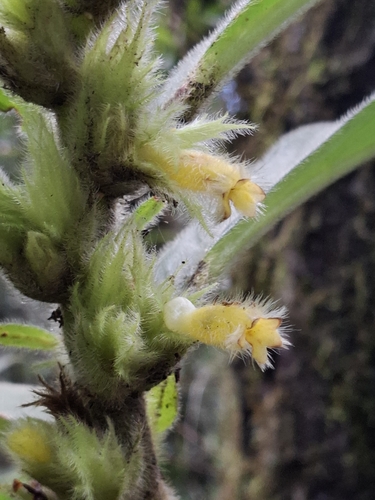 Columnea sanguinea, photograph 3