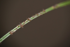 Amblyomma americanum