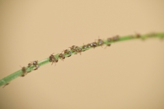 Amblyomma americanum