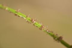 Amblyomma americanum
