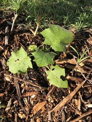 Solanum pectinatum