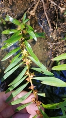 Ludwigia polycarpa