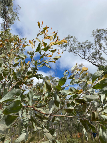 bushman's clothes peg (Grevillea glauca)