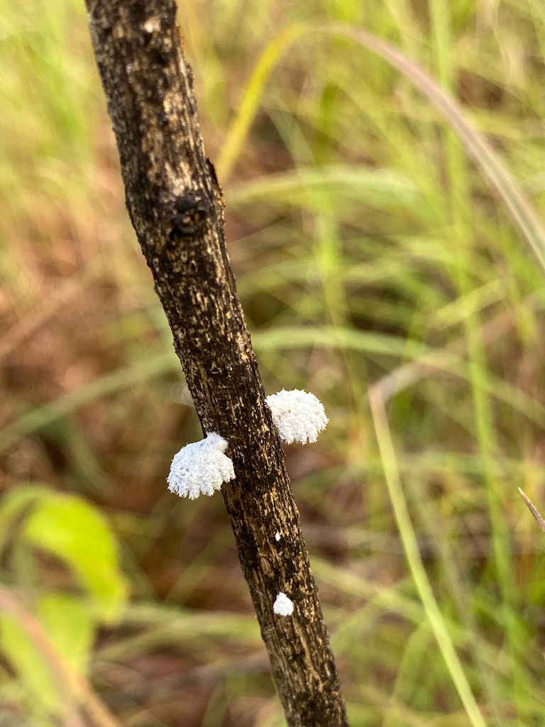 Schizophyllum commune · June 2025 · photo: © edward137 (iNaturalist, cc-by)