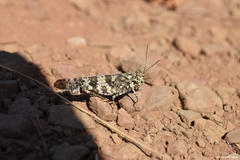 Trimerotropis saxatilis