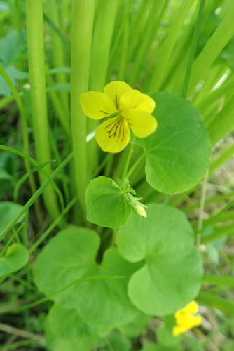 Twoflower Violet