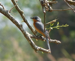 Melaenornis semipartitus