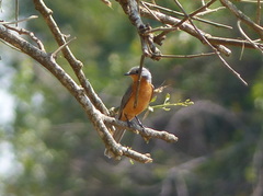 Melaenornis semipartitus
