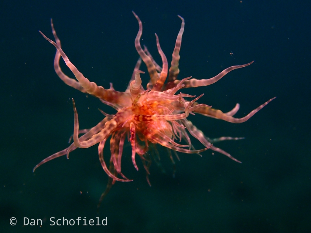 Swimming anemone