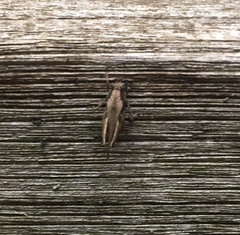Tettigidea lateralis
