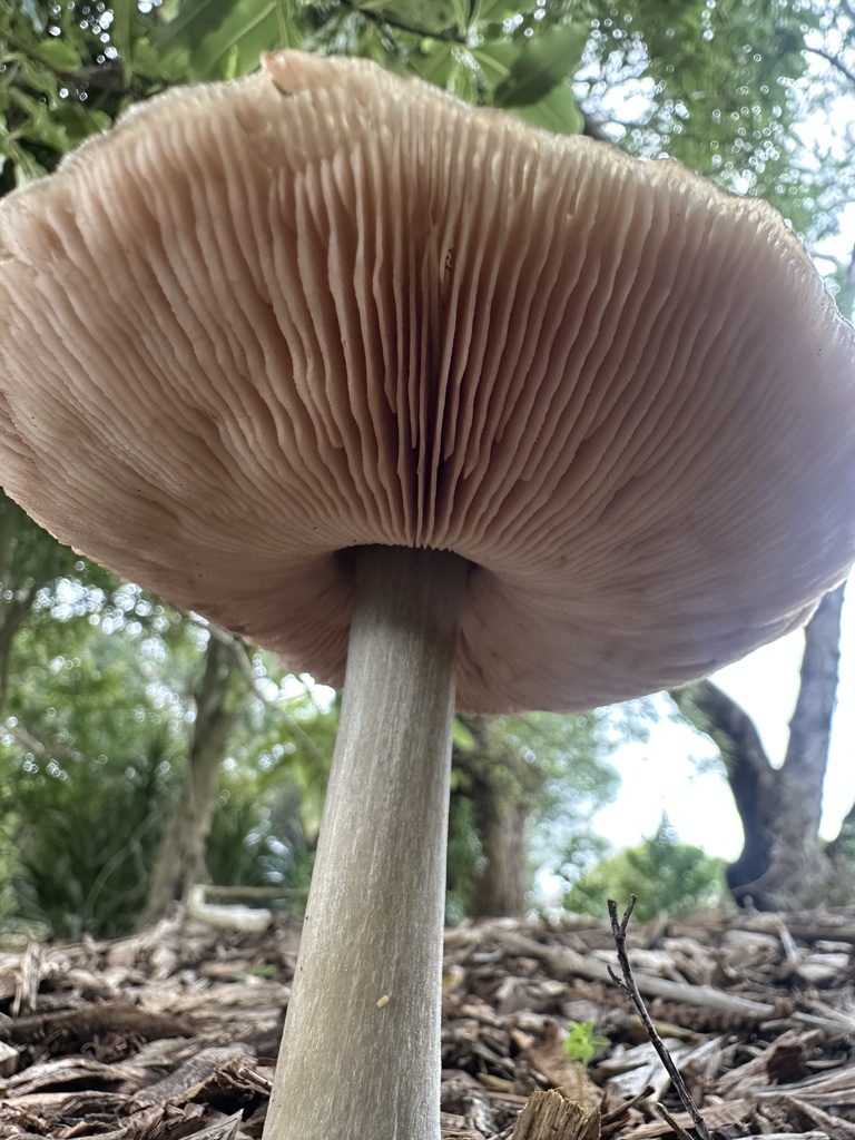 Volvopluteus gloiocephalus · June 2025 · photo: © marmalade101 (iNaturalist, cc0)