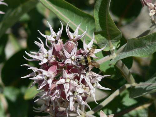 White-shouldered Bumble Bee photo 5