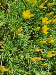 Thorny broom (Echinospartum horridum)