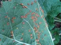 Puccinia malvacearum
