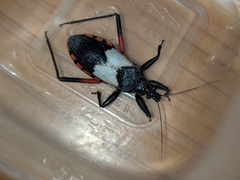 Microtomus purcis
