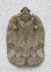 Flataloides scabrosus