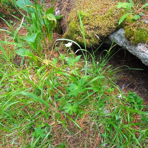 Geranium albiflorum, photograph 2