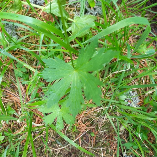 Geranium albiflorum, photograph 1