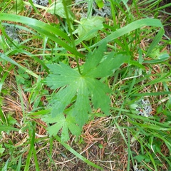 Geranium albiflorum, photograph (c) Alexander Dubynin, some rights reserved (CC BY)