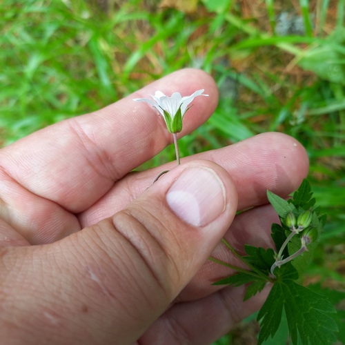 Geranium albiflorum, photograph 3
