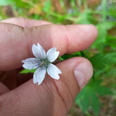Geranium albiflorum