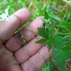 Geranium albiflorum, photograph (c) Alexander Dubynin, some rights reserved (CC BY)