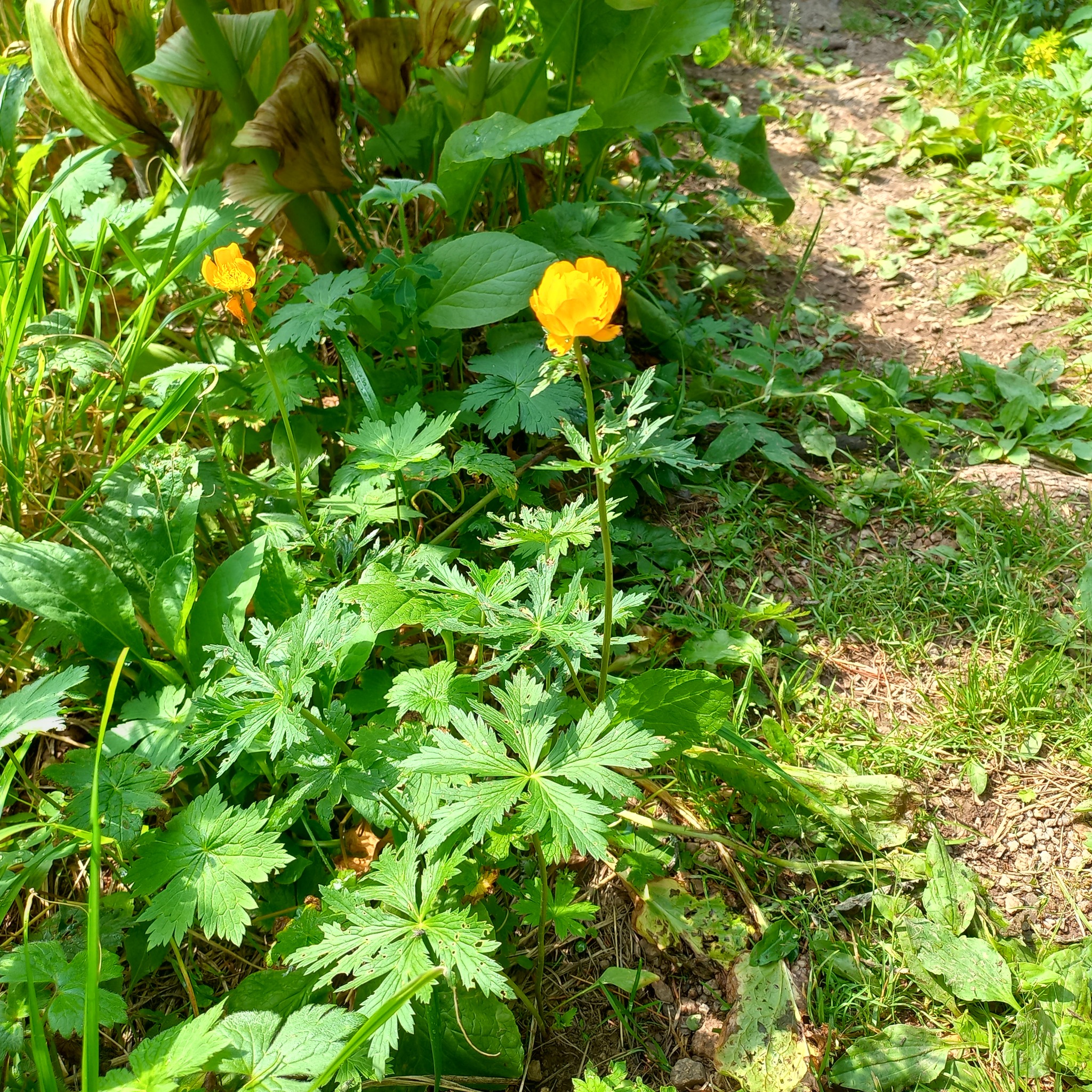 Altai Globeflower (Trollius altaicus)