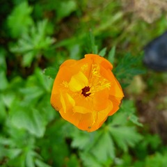 Trollius altaicus, photograph (c) Alexander Dubynin, some rights reserved (CC BY)