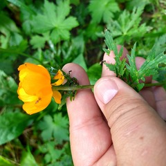 Trollius altaicus, photograph (c) Alexander Dubynin, some rights reserved (CC BY)