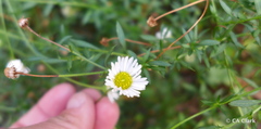 Erigeron karvinskianus