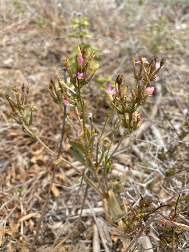 Slender Centaury