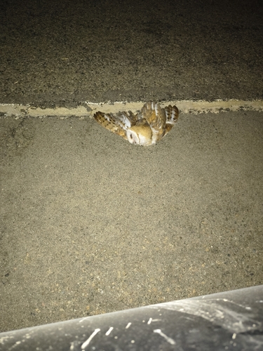 View observation of {o.common_name} on iNaturalist