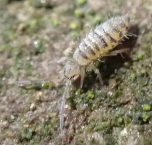 Entomobrya multifasciata, photo 9 of 10