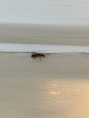 Leptotrachelus dorsalis