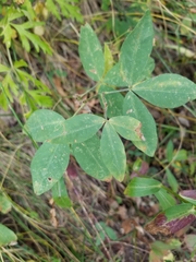 Thermopsis montana