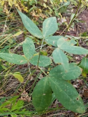 Thermopsis montana
