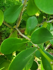 Scaevola plumieri image