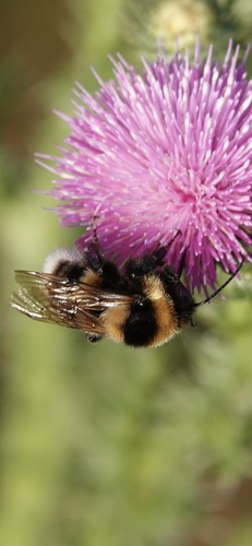 Large Garden Bumble Bee photo 5