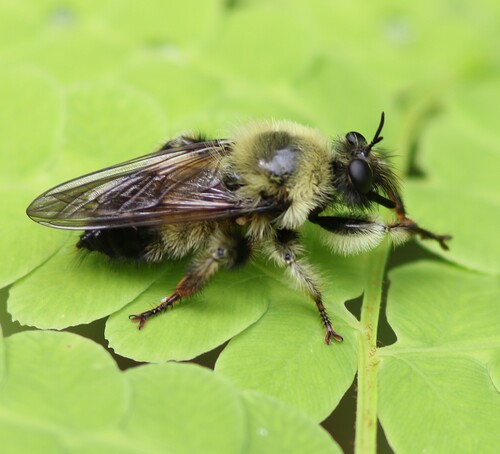 Yellow-waisted Laphria photo 3