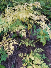 Ligusticum porteri