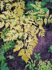 Ligusticum porteri