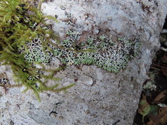 Menegazzia subsimilis