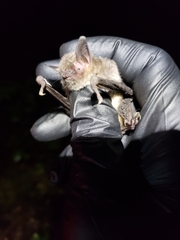 Myotis grisescens