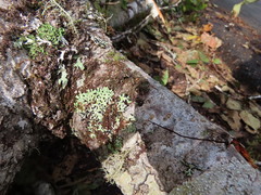 Menegazzia subsimilis