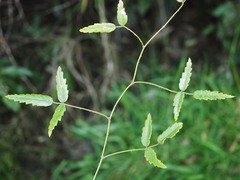 Rubus schmidelioides schmidelioides