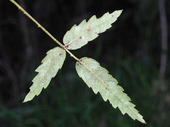 Rubus schmidelioides schmidelioides
