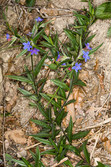 Aegonychon purpurocaeruleum