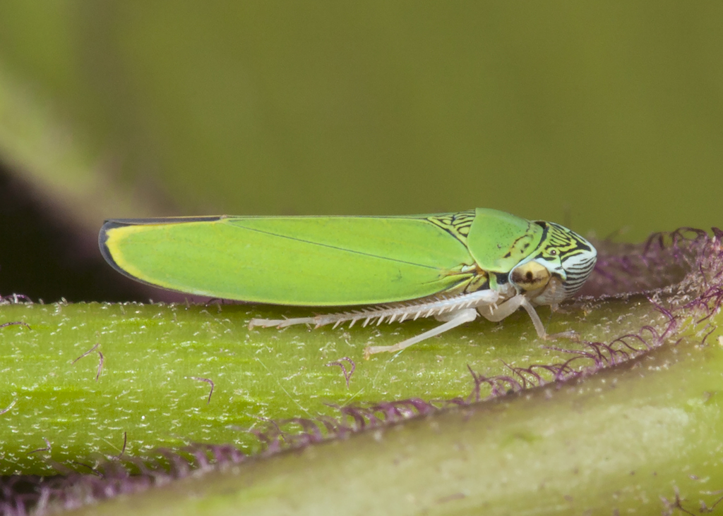 Graphogonalia concava