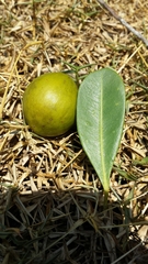 Chrysophyllum